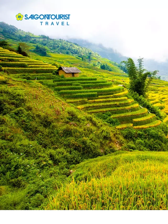   Du lịch Tây Bắc Mùa Lúa Chín - Khám phá vẻ đẹp thiên nhiên độc đáo
