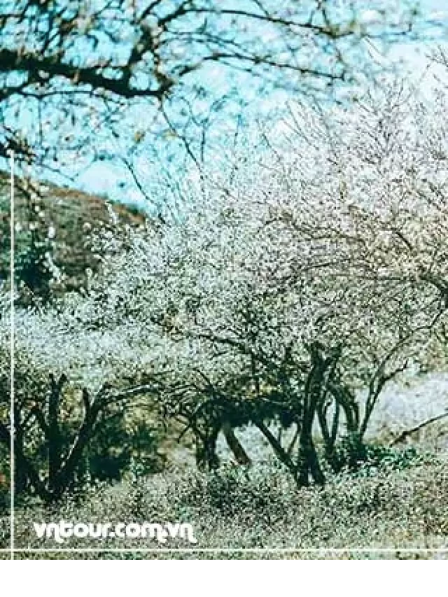   Du lịch miền Bắc giá rẻ: Khám phá những trải nghiệm thú vị