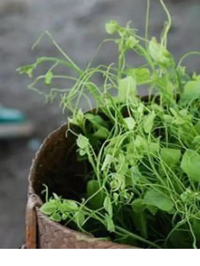   Đặc sản Cao Bằng - Khi ăn một lần, nhớ mãi
