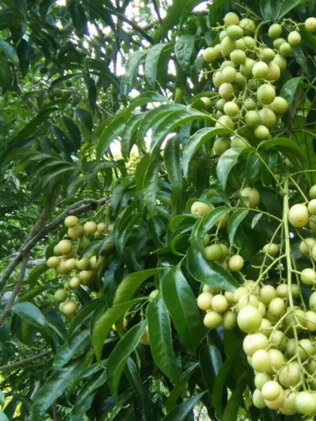   Điểm danh những gia vị đặc trưng của ẩm thực Tây Bắc