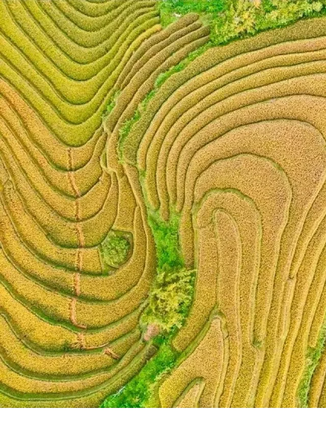   Kinh nghiệm du lịch Mù Cang Chải mùa lúa chín: Hòa mình vào vẻ đẹp thiên nhiên tuyệt đẹp