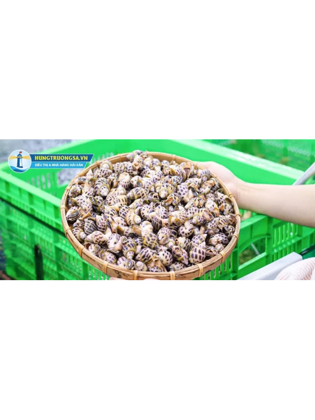   Ốc Hương: Hương vị thơm ngon độc đáo từ biển Thái Bình Dương và Ấn Độ Dương