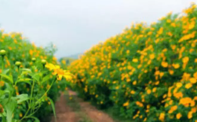 Vé Cáp Treo Sapa: Khám phá Thiên Nhiên Sầm Uất và Hành Trình Chinh Phục Núi Fansipan